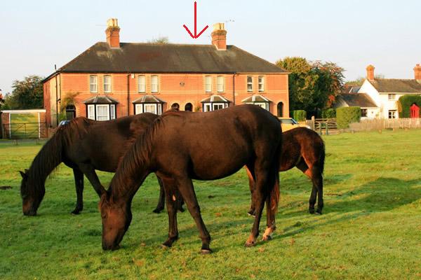 ponies grazing outside Waterley, Brockenhurst